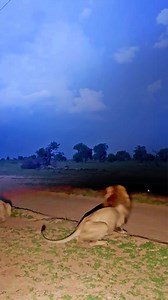 154K views · 1.1K reactions | Lightning Gives Lions the Fright of Their Lives A pair of lions were resting when a storm started to brew in the distance. Suddenly, a bolt of lightning lit up the sky, followed by a loud crack of thunder that gave them the fright of their lives, leaving them staring up in confusion. | Wild Tings | Facebook