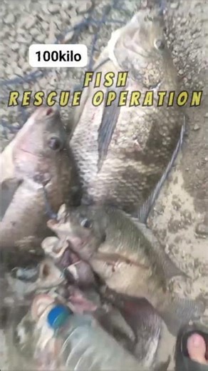 Saving Fish from Drowning