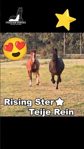Full Speed 😍 #friesian #horses #followtheherd