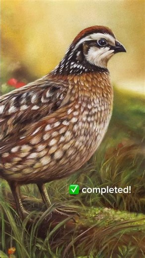 Drawing a quail portrait in less than 24 hrs! #pasteldrawing #quail #birdconservation #birdart