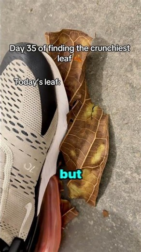 Found the ONE crunchiest leaf 🍁 #satisfying #asmr #challenge