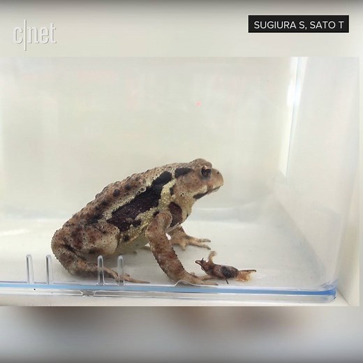 We're just going to put this right here. | CNET