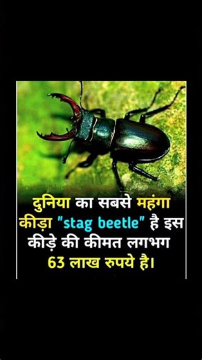Amazing Facts About Stag Beetle 🪲 | Nature’s Strongest Insect!