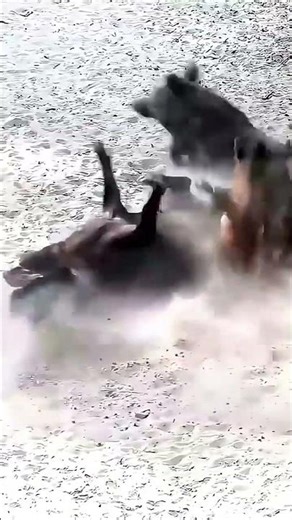 The Hunter hunting a boar...Bush Awareness...