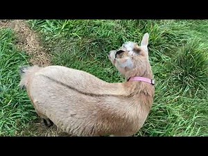 BREEDING ROUND 2!!! Princess and TinkerBell. That was quick 😳😳😳