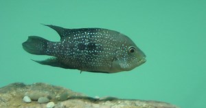 Sneaky fish darts past macho male to fertilize eggs