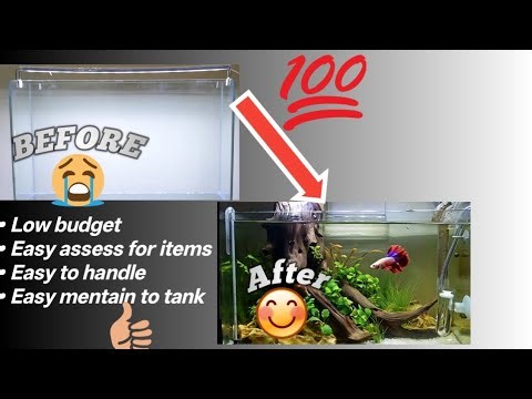 How to make betta fish tank setup, step- by- step , low cost, easy to maintain...