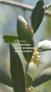 One family farm in the Willamette Valley is betting big on a new crop that could reshape the region’s agricultural identity: olives. Find the full story on the FOX 12 app. | FOX 12 Oregon