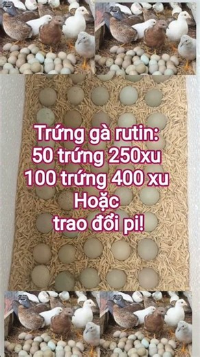 🇻🇳 TRỨNG GÀ RUTIN SẠCH🐔🥚–GIÁ SIÊU HỜI💰50 trứng chỉ 250 xu | 100 trứng 400 xu🔥 Nhận trao đổi Pi ngay!