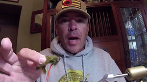Boom!!! New OSA Smallmouth Streamer 101! The Hell Razor Craw! A guide fly, easy to fish and easy to tie! Thank you for allowing us to bring these to you! Free. The. Fighter! #osastrong #streamer #meateaters #ozarkmtc Vincent Seidler Max Turner Darrell Cureton Jason Vermeiren Alex Zwicky Josh Beebe Chris Ritchie The fish.porn crew John Cook Woodard Rod Co. Wooly bugger fly co. Mammoth Coolers White River Brewing Company Ozark Mountain Trading Company - Missouri Lance Eley | Ozarks Smallmouth Alli