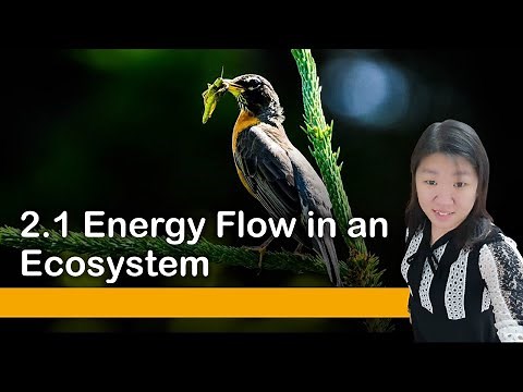 [DLP] [Science F2] Chapter 2.1 Energy Flow in Ecosystem #PT3 #DLP #KSSM