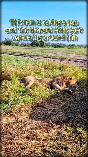 Leopard Watches Lion From Safe Spot 🤣 #shorts