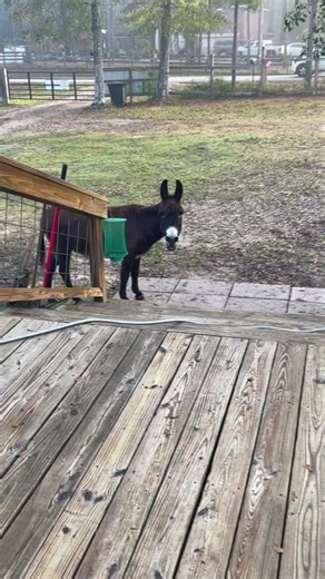 Monte the Singing Donkey: The Splash Dance Give With All Your Heart!