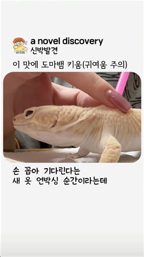 도마뱀 언박싱이 택배 언박싱보다 재밌는 이유 #동물 #만족감