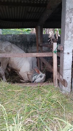 Sapi petani ngamuk dalam kandang !!