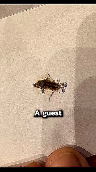 Dealing with a Hotel Cockroach Encounter: What to Do