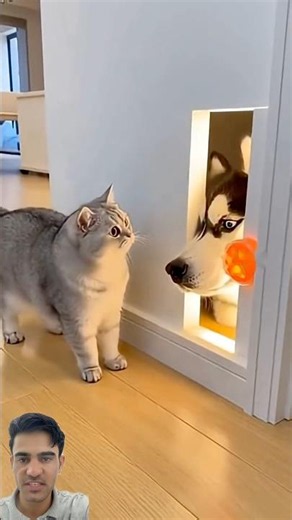🐱 Cat vs Sensor FAIL 😱 Husky Appears 😂 #shorts