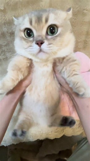 Spotted a fat cat #cat #cute #fyp #pet | Cute Cat