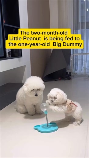The world's cutest student and the most patient and smallest teacher. #bichonfrise #bichonfrisepuppy #bichonlove #bichonfriselovers #doglover | Liberty Federico Ibong Adarna