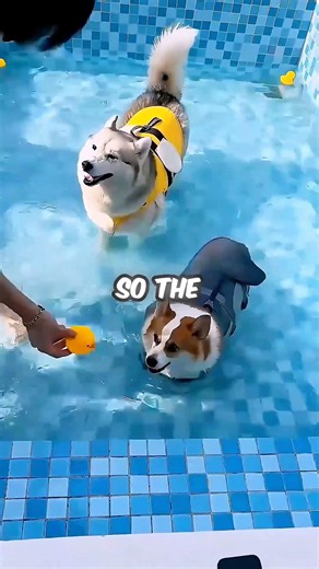 🐶 Husky Vs Corgi