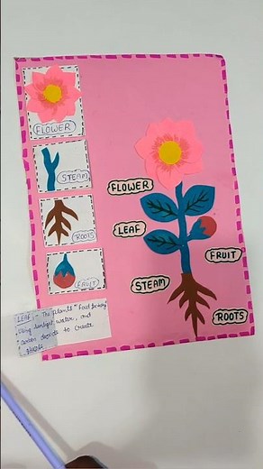 parts of plant / science project / tlm for primary school #scienceproject ,#tlm #tlmforprimaryschool