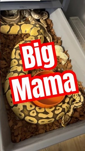 A powerful female ball python #pythonregius #snake #royalpython #ballpython #snakebreeding
