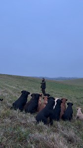 The girls #labradorretriever #chocolatelab #foxredlab #yellowlab #blacklabsquad #training #teampureflax #gundogtrainer #slingleygundogs #pickingupteam #instavideo | Slingley Gundogs