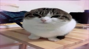Silly Cat Sings with Talking Pets AI