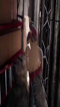 TREPANG 2 FULL GAME Blind Playthrough Extreme Difficulty Shortplay Part 5