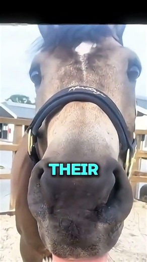 Horse Nose Secrets 🐴🤫