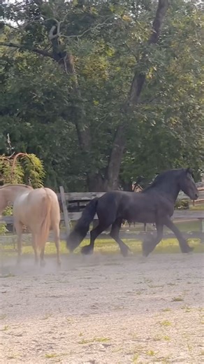Dales Pony stallion Mateo 🖤 He is poetry in motion...#blackstallion #dalespony #blackhorses #trickhorse #pictorialtalesphotography #espanasilk #triplecrownfeed #boncheval #libertyhorse | Braveheart Beasts