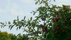 树 苹果 果园 - Free video on Pixabay