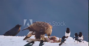 Large golden eagle eating on dead fox in the mountains at winter