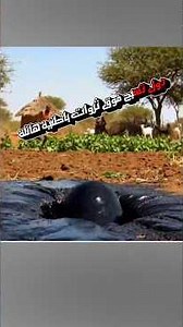 دول تمتلك ثروات ضخمة بينما شعوبها تعيش تحت خط الفقر #statistics #statistics #احصائيات