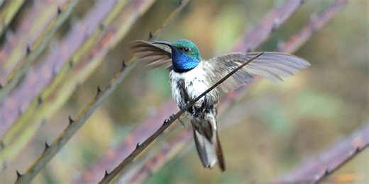 Kolibrie tussen de kettingzagen, een wedloop tegen uitsterven unieke vogelsoorten