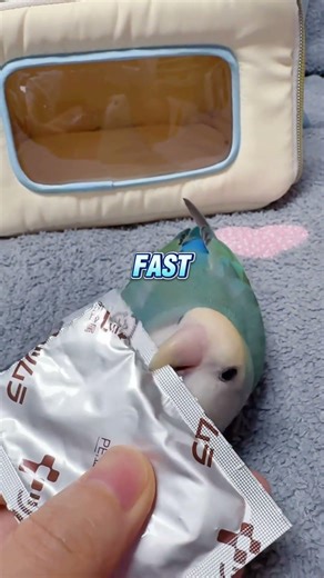 No Scissors? This Bird Cutter Is CRAZY Fast! ✂️🔥 #shorts