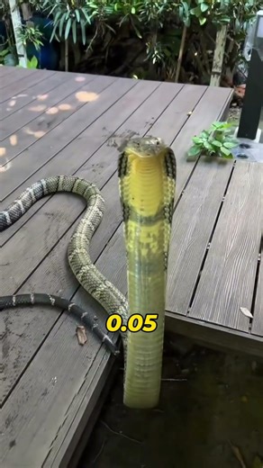 Why Cats Are So Brave Around Snakes💥