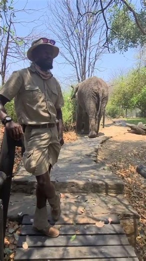 Africa is home #wildlifeentertainment #animallife #birdsounds #wildlife #liveinthemoment #fyp