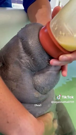 Adorable Manatees: Cute Animal Moments