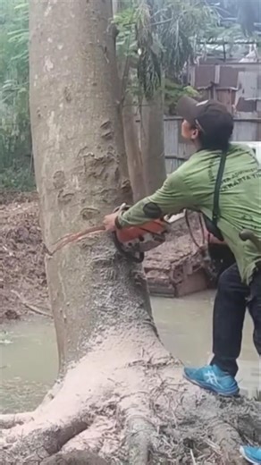 the world's largest tree felling #shortvideo #treecutting #chainsaw 5000