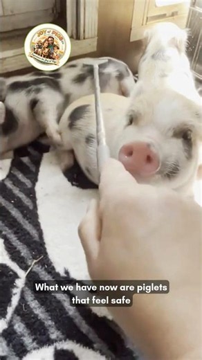 Safe Enough to Let Their Guard Down 🐷💛 | Signaling Safety™