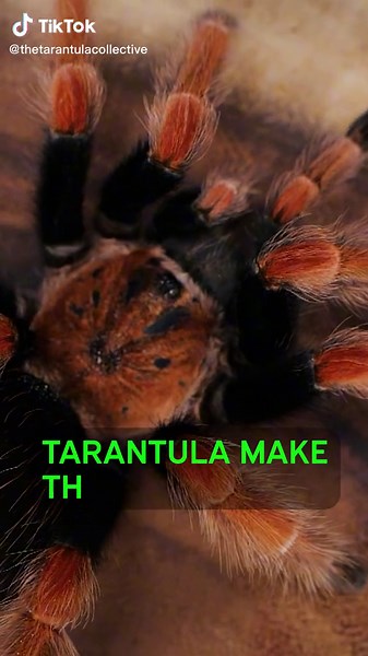 tarantulas are the best pets! #tarantula #spider #pettarantula #pets #animals #petsoftiktok #spider