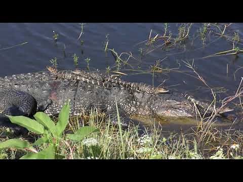 Mother Alligator with Babies on her back and head