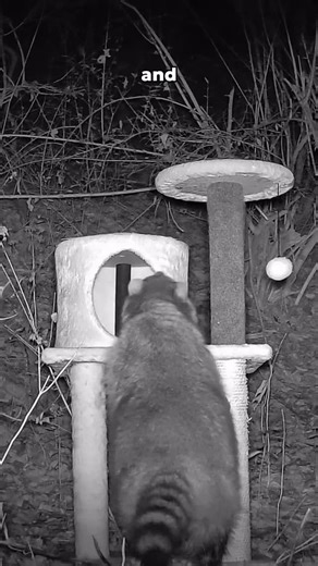 Tim in the Wild on Instagram: "Wild Animals vs Cat Tree!"