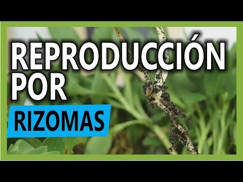 LAS DIFERENTES MANERAS DE REPRODUCIR PLANTAS (rizomas)
