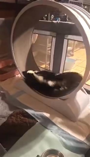 There are 11 tickets to Meet, Make and Mingle left! Get your tickets here: https://www.zeffy.com/en-US/ticketing/meet-make-and-mingle-with-west-wildlife-rehab One of the ambassadors you'll meet is Salena's education fur farm skunk, Stinkerbell, seen here keeping in shape! Salena has worked hard to gain Stinkerbell's trust and as a result, she only stomps at her in the mornings now. 🦨❤️ By the way, Stinkerbell and all of the other skunks from the fur farm can't spray, as they were "field descent