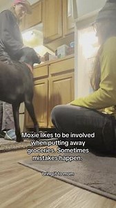 Moxie, the service dog eagerly assisted in putting away groceries, always excited to help. While carrying a canned seltzer, the dog's tooth accidentally punctured it, causing the liquid to spray everywhere. The unexpected burst created a sudden mess, turning a routine task into a humorous and chaotic moment in the kitchen. | Jukin Copyright Management
