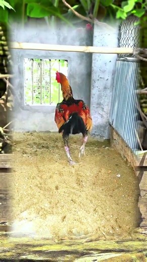 Thailand Chicken Farm