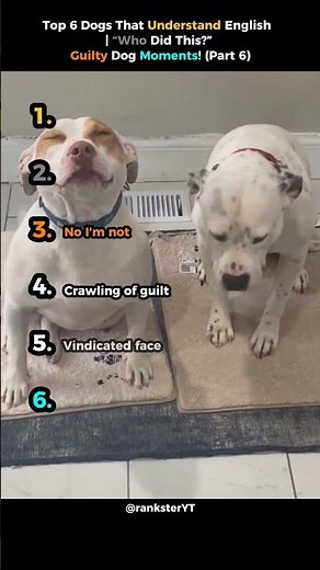 TOP 6 Dogs That Understand English (Part 6) | “Who Did This?” Guilty Dog Moments!