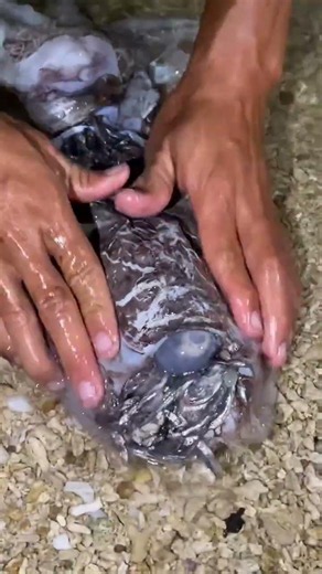 What Was Hiding Inside This Strange Fish? 😱